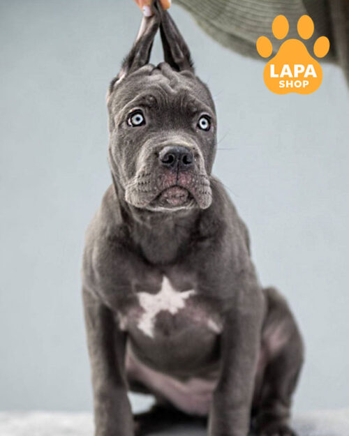 сірий кане корсо