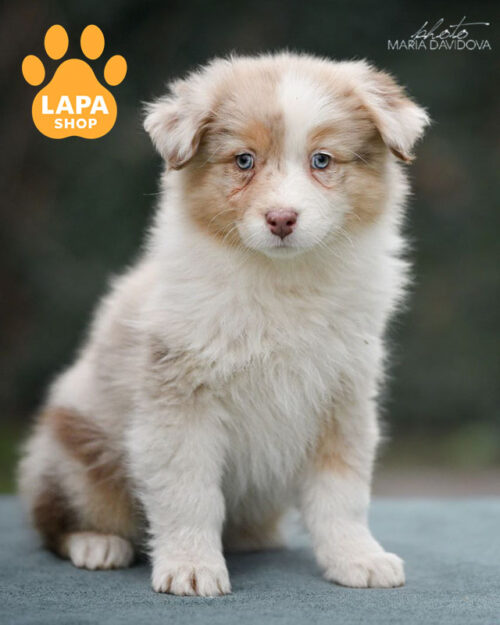 австралийская овчарка