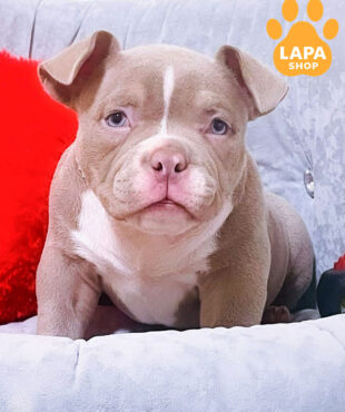 лиловый американский булли