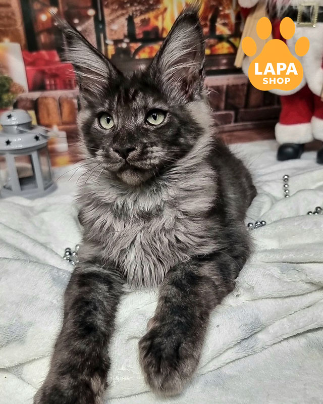 black smoky Maine Coon