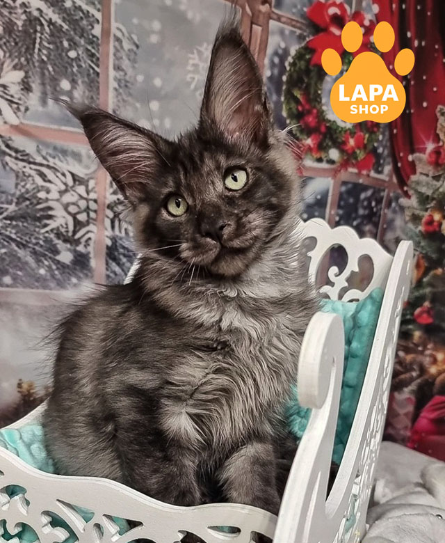 The Maine Coon cats: The World's Largest and Most Popular Cat Breed axwel 02