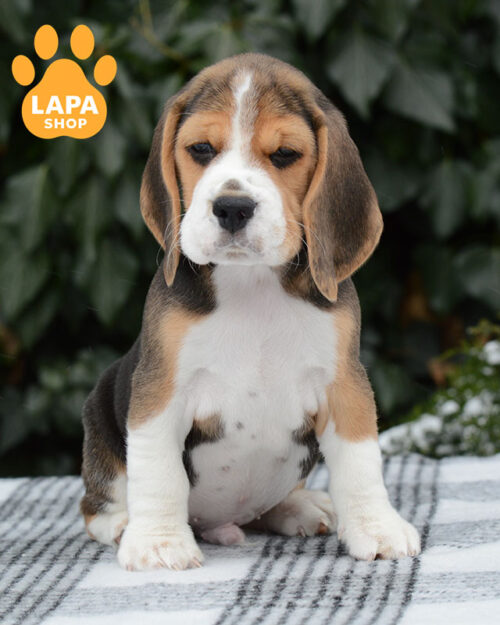 триколорний бігль