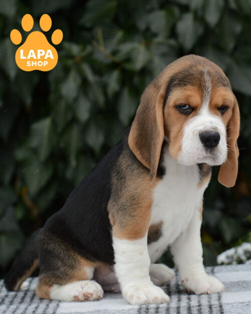 триколорний бігль