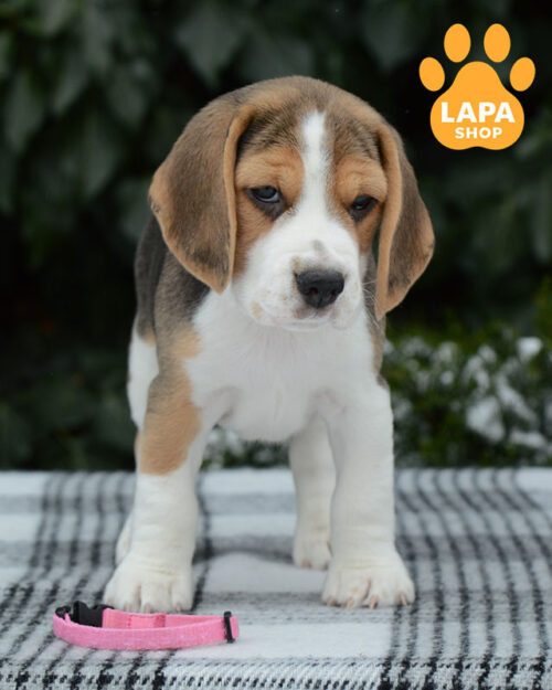 триколорний бігль