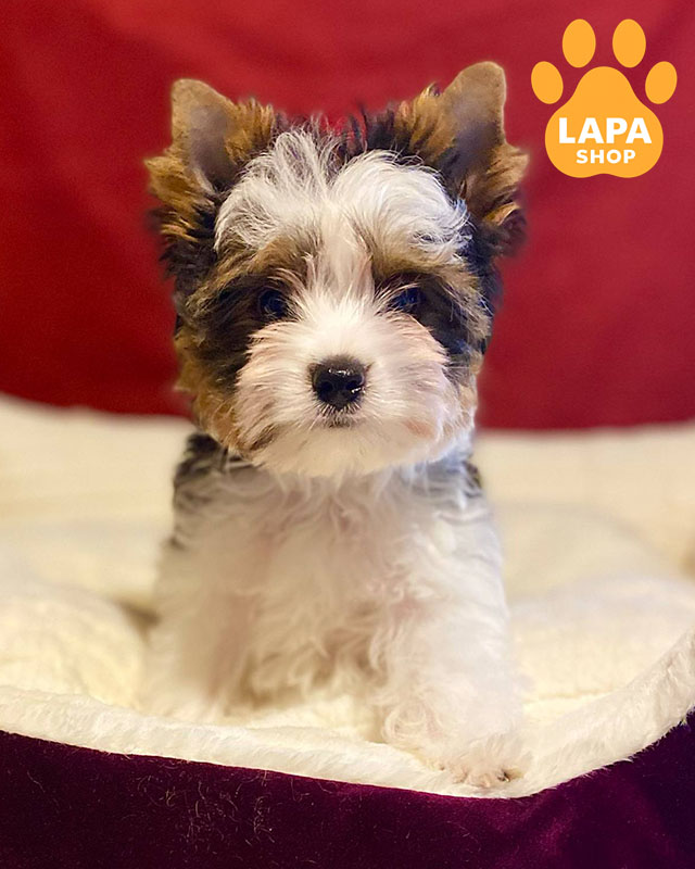 триколорний йоркширський тер'єр