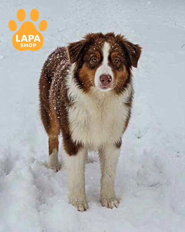 триколорна ауссі