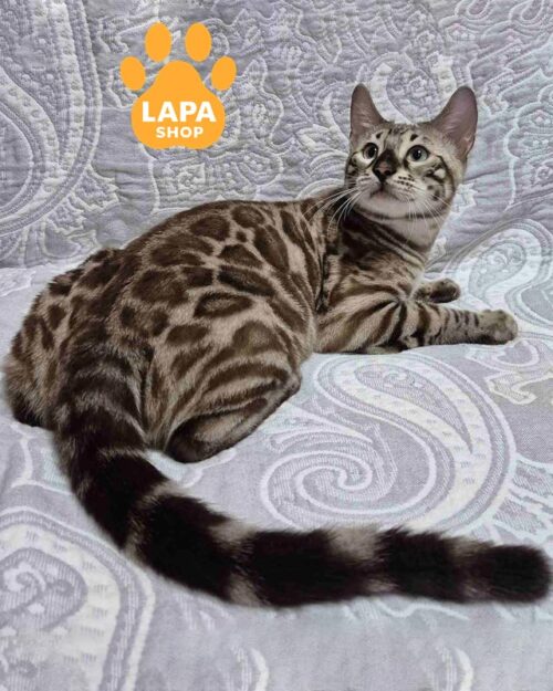Luxurious Bengal Cat Admiral — For Breeding