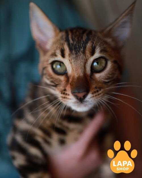 golden Bengal kitty