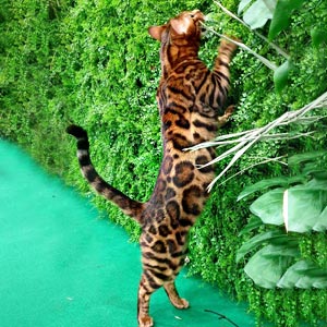 Бенгальська красуня з вишуканим забарвленням Ursula ben dad 6