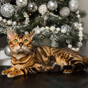 Бенгальська красуня з ефектним сніговим забарвленням Kaya ben dad