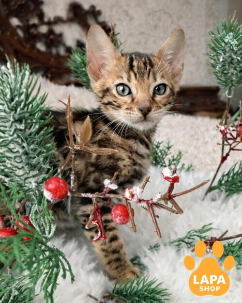 золоте бенгальске кошеня