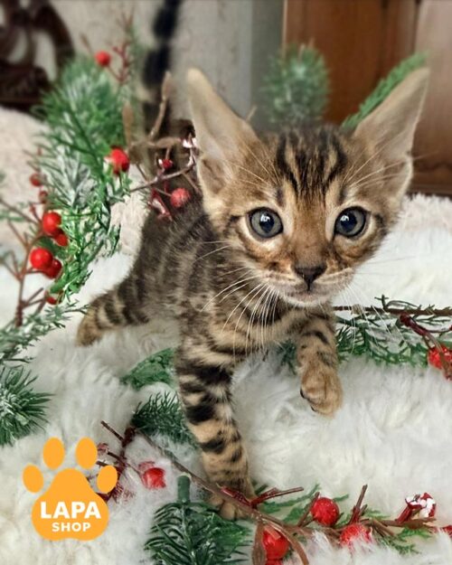 золоте бенгальське кошеня