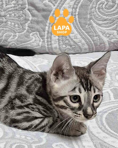 срібляста бенгальська кішка