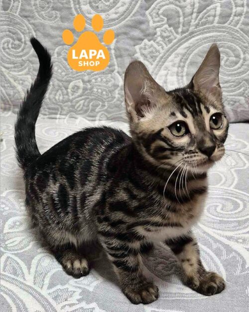 вугільна бенгальська кішка