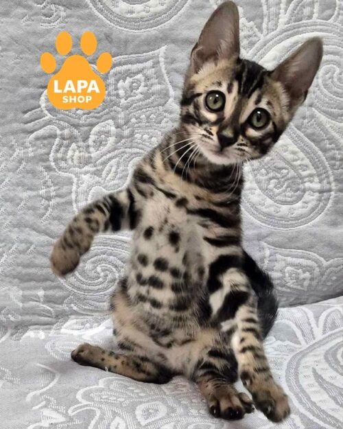 вугільна бенгалка