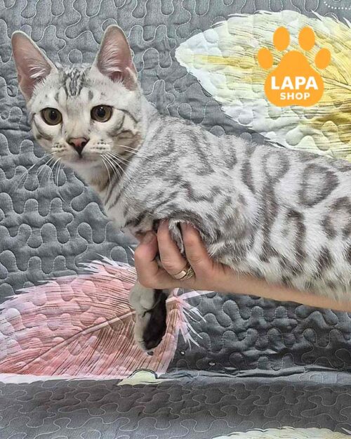 Figaro is a Bright Bengal Handsome Silver Kitten ben figaro 107