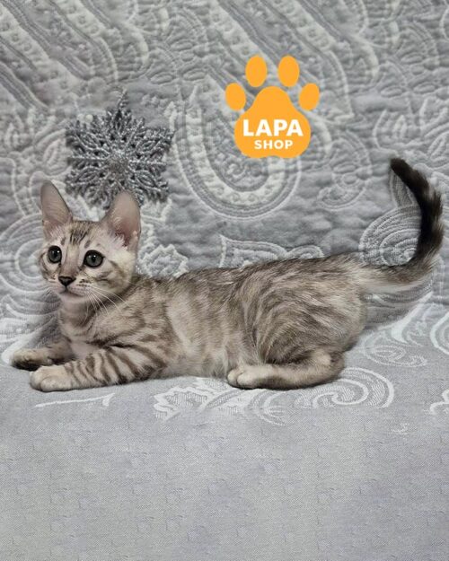 срібляста бенгалка