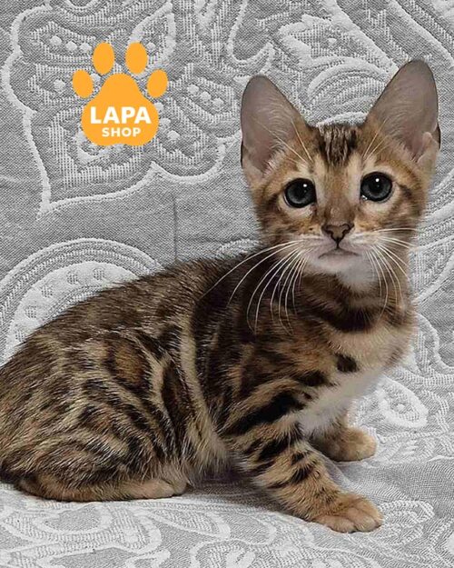 бенгальська кішка