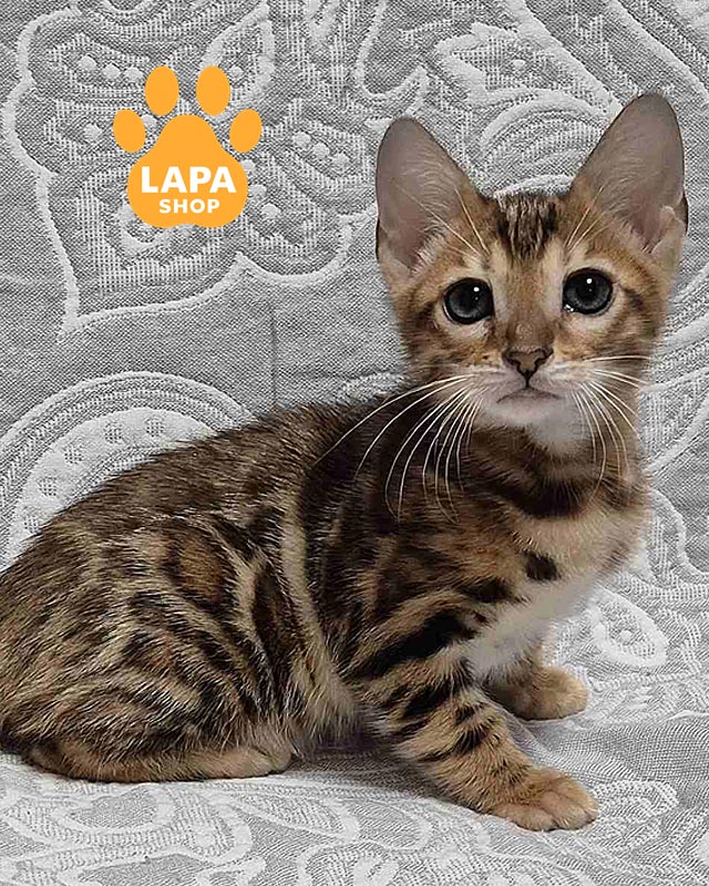 бенгальська кішка