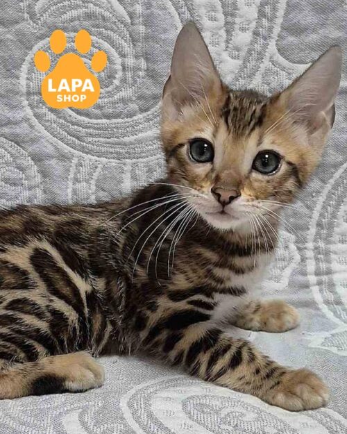 бенгальське кошеня