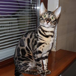 Чарівна бенгальська кішечка Єва ben mom 5