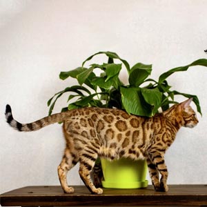 Бенгальська красуня з вишуканим забарвленням Ursula ben mom 7