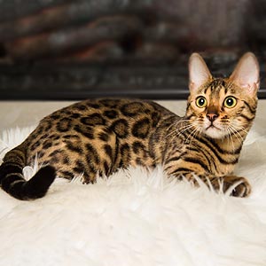 Бенгальська красуня з ефектним сніговим забарвленням Kaya ben mom