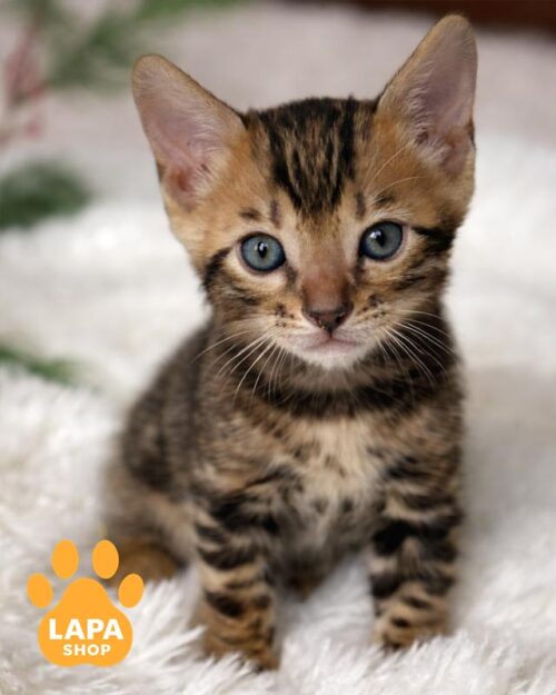 золотой бенгал