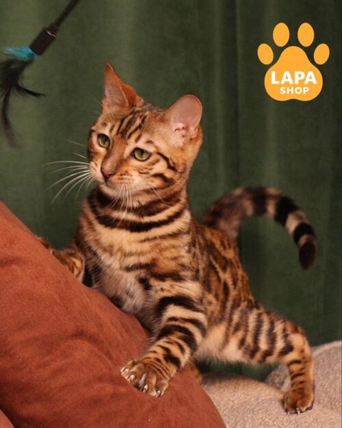 золотой бенгал