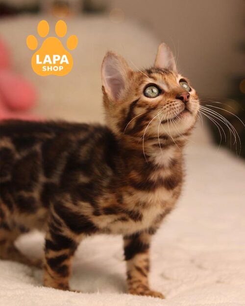 золоте бенгальське кошеня