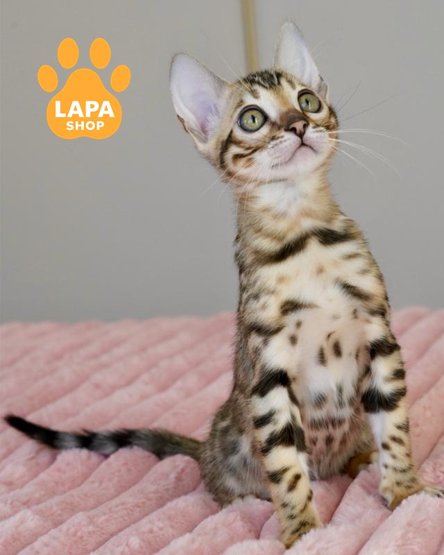 бенгальська кішка