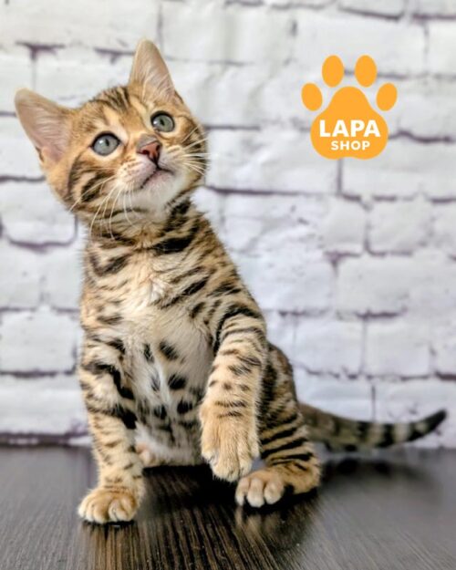 золотой бенгальский котенок