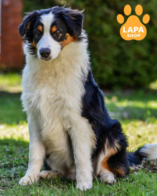 триколорна ауссі