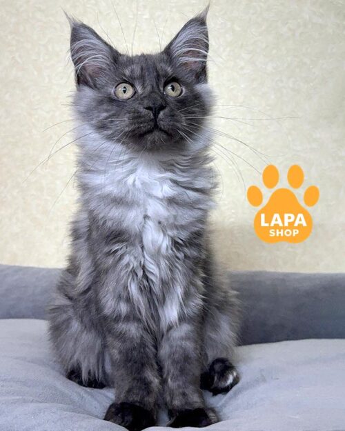 димний мейн-кун