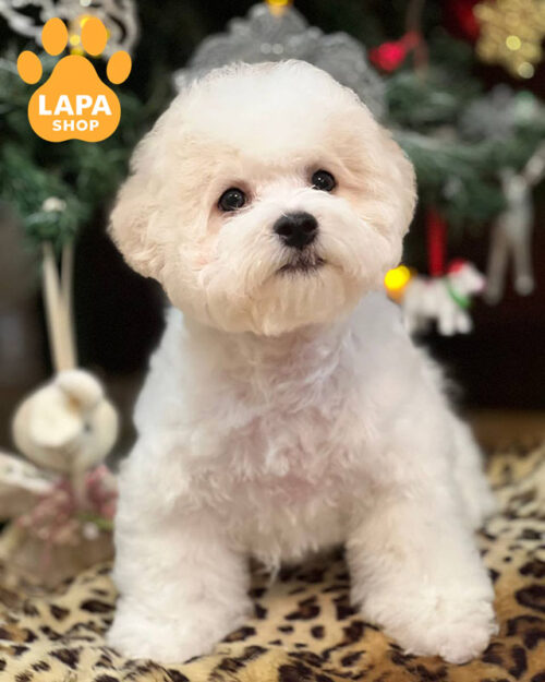 бишон фризе