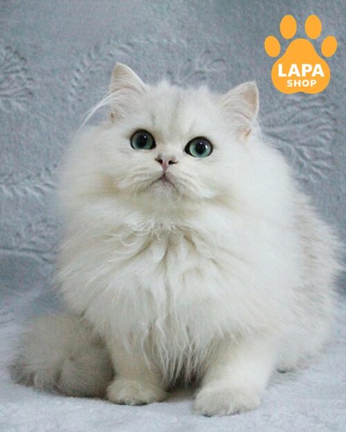 сріблястий британець