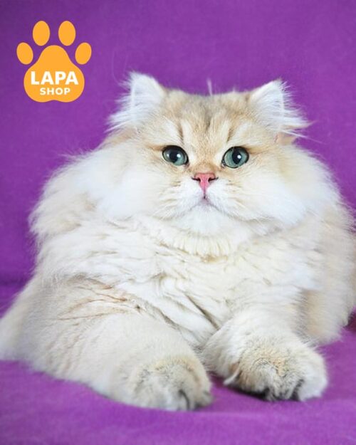 довгошерстий британець