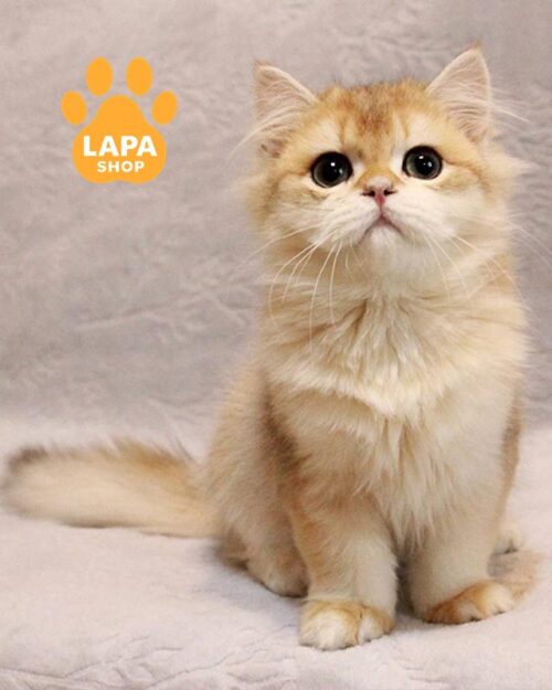 золотая британка