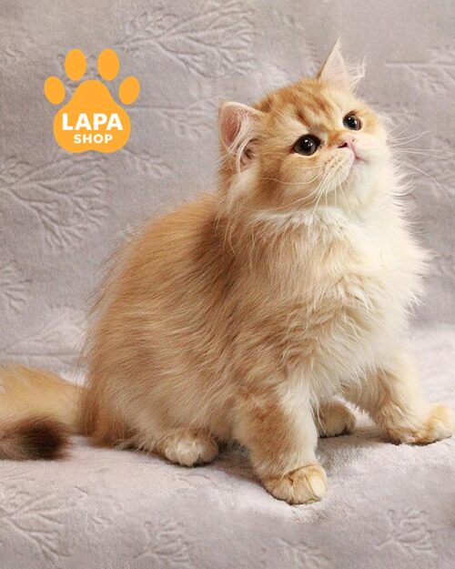 золотий британець