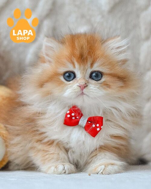 золотий довгошерстий британець