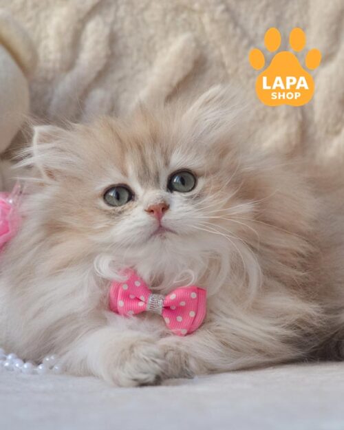 блакитно-золоте британське кошеня