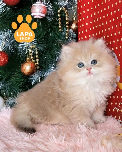 лілово-золотий британець