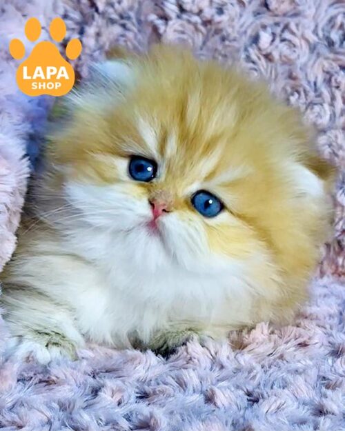 блакитноока британка