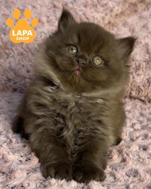 шоколадий британець