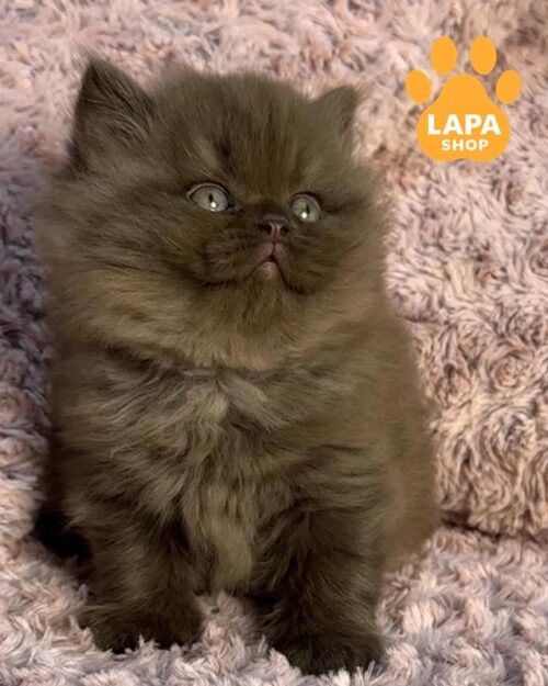 шоколадний британець