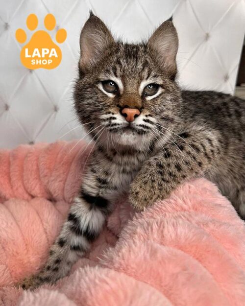 кішечка бобкет