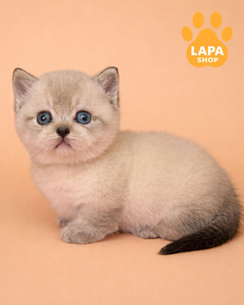 манчкін короткошерстий