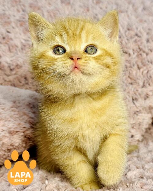 рудий британець