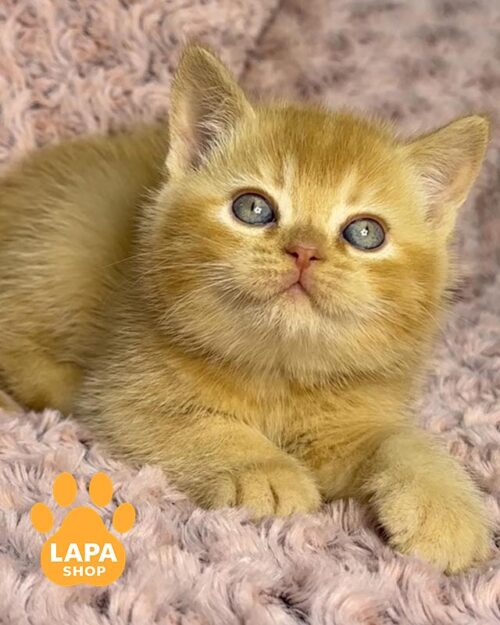 руда британка