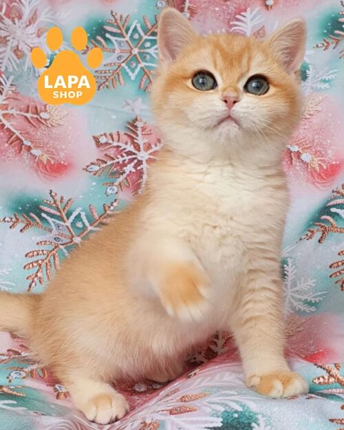 золотая британка